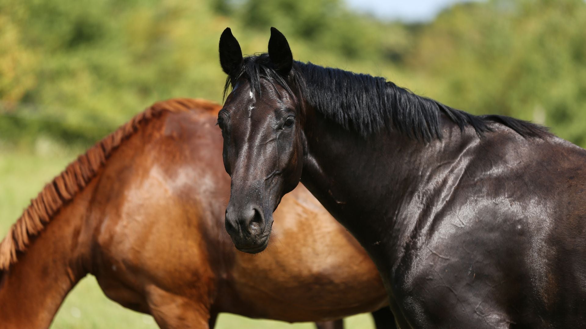 Deworming: Why Your Horse Still Might Be At Risk