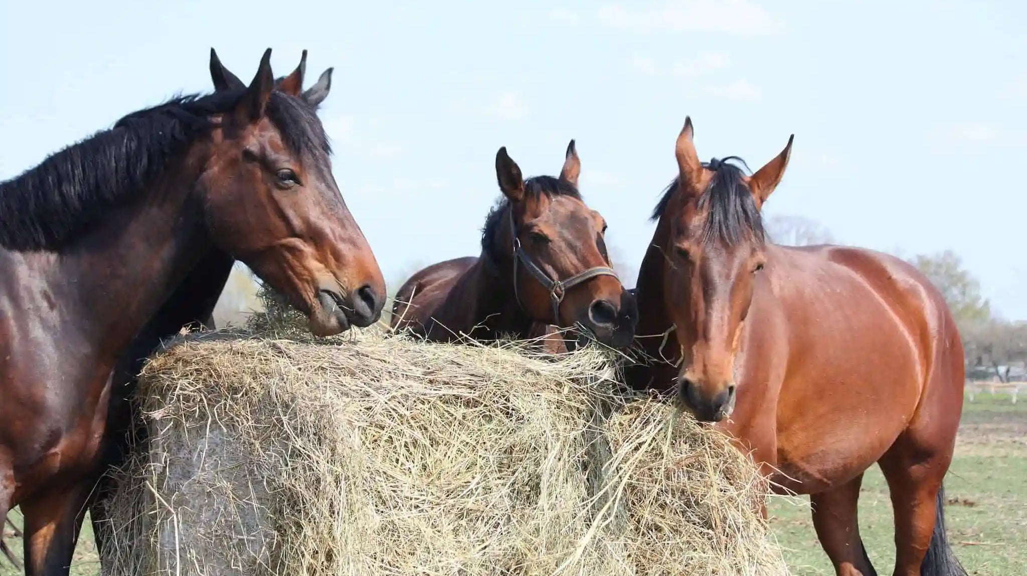 How to Keep Your Hay Fresh in the Cold + Wet Months