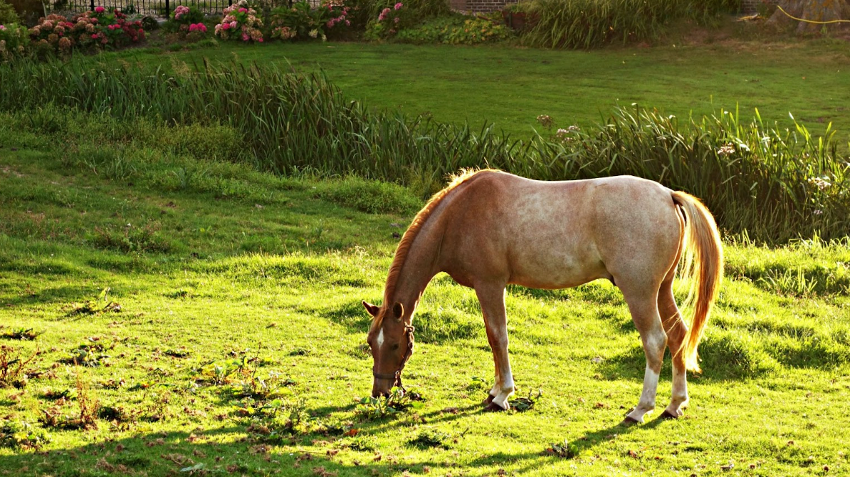 6 Great Ways to Keep the Flies at Bay this Summer