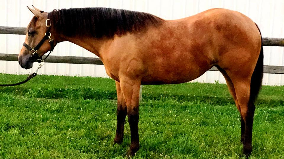 Let's leg up those ponies...