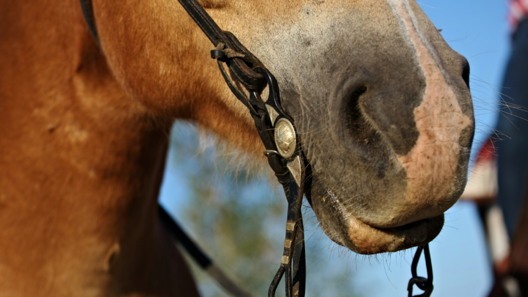 How to Choose the Right Western Bit for your Horse