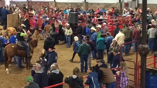 Southern Ohio Horse Sale