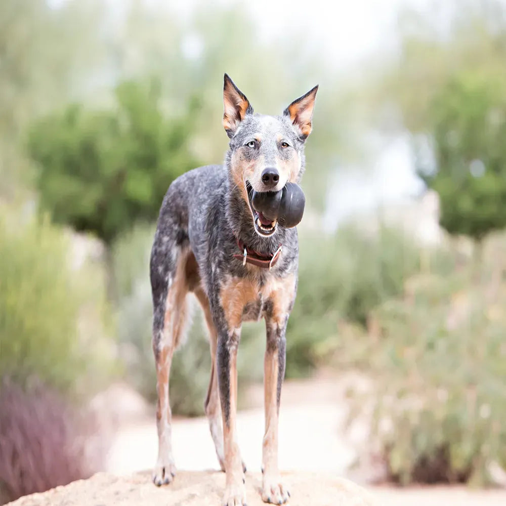 Kong Extreme - Henderson's Western Store
