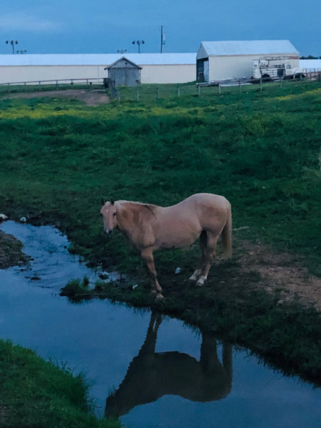 What horse girls go through some days...