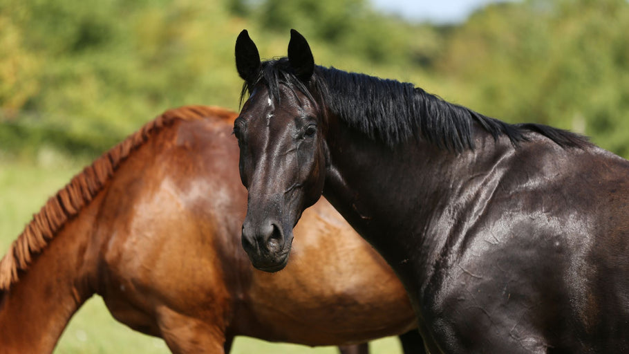 Deworming: Why Your Horse Still Might Be At Risk