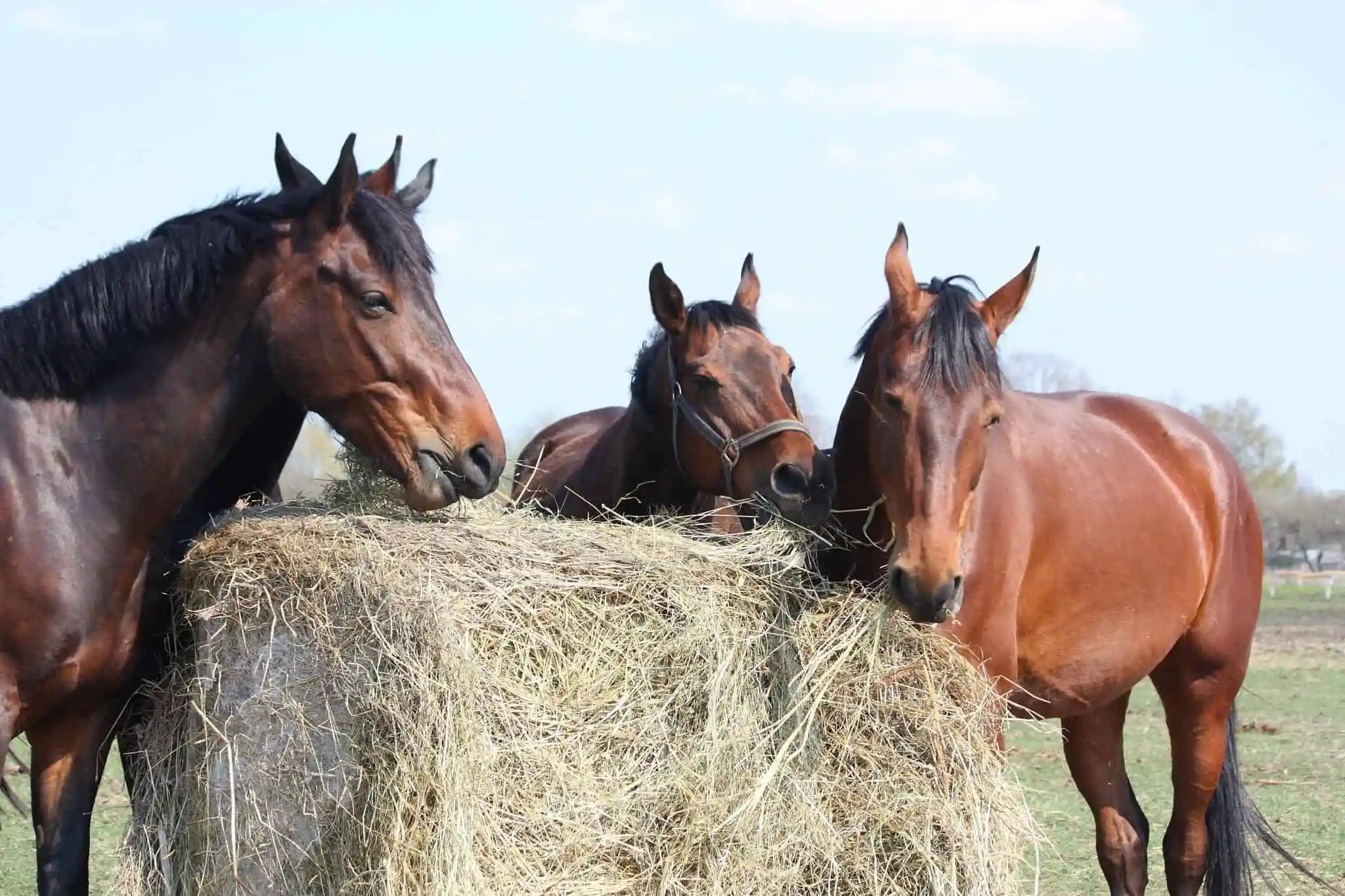How to Keep Your Hay Fresh in the Cold + Wet Months