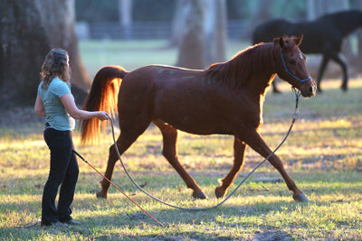 Having Fun With Your Horse