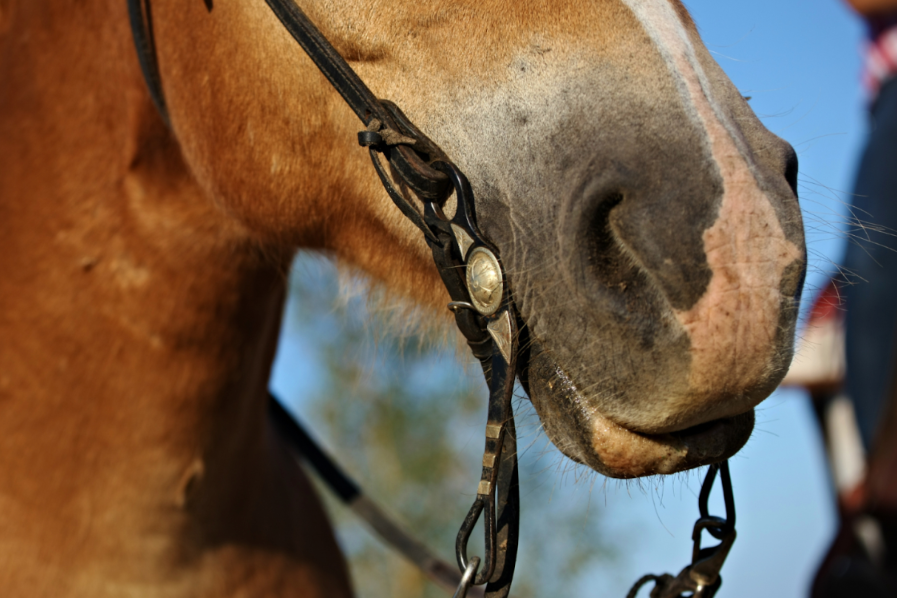 How to Choose the Right Western Bit for your Horse