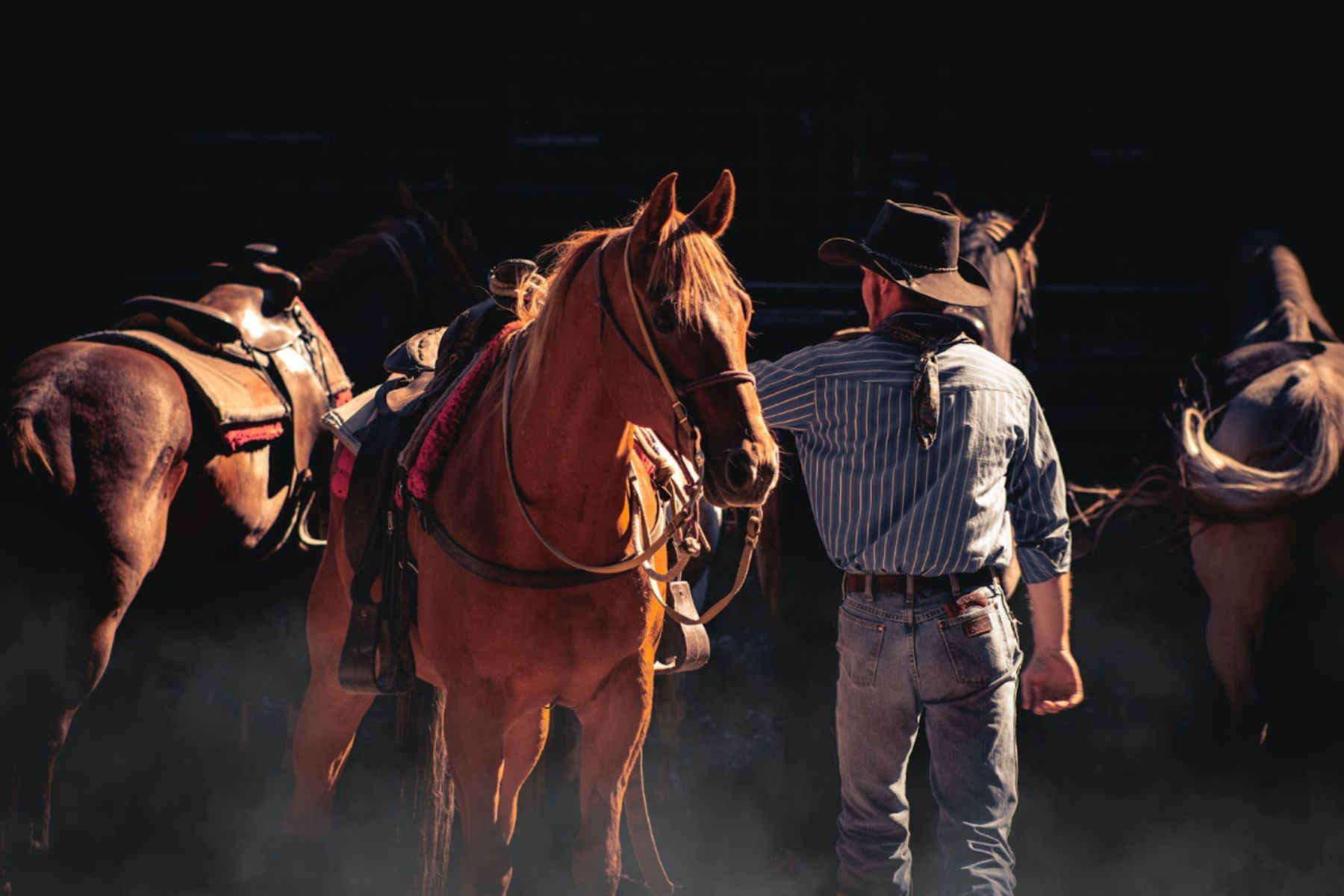 The Shank Bit – Is it Right for Your Horse?