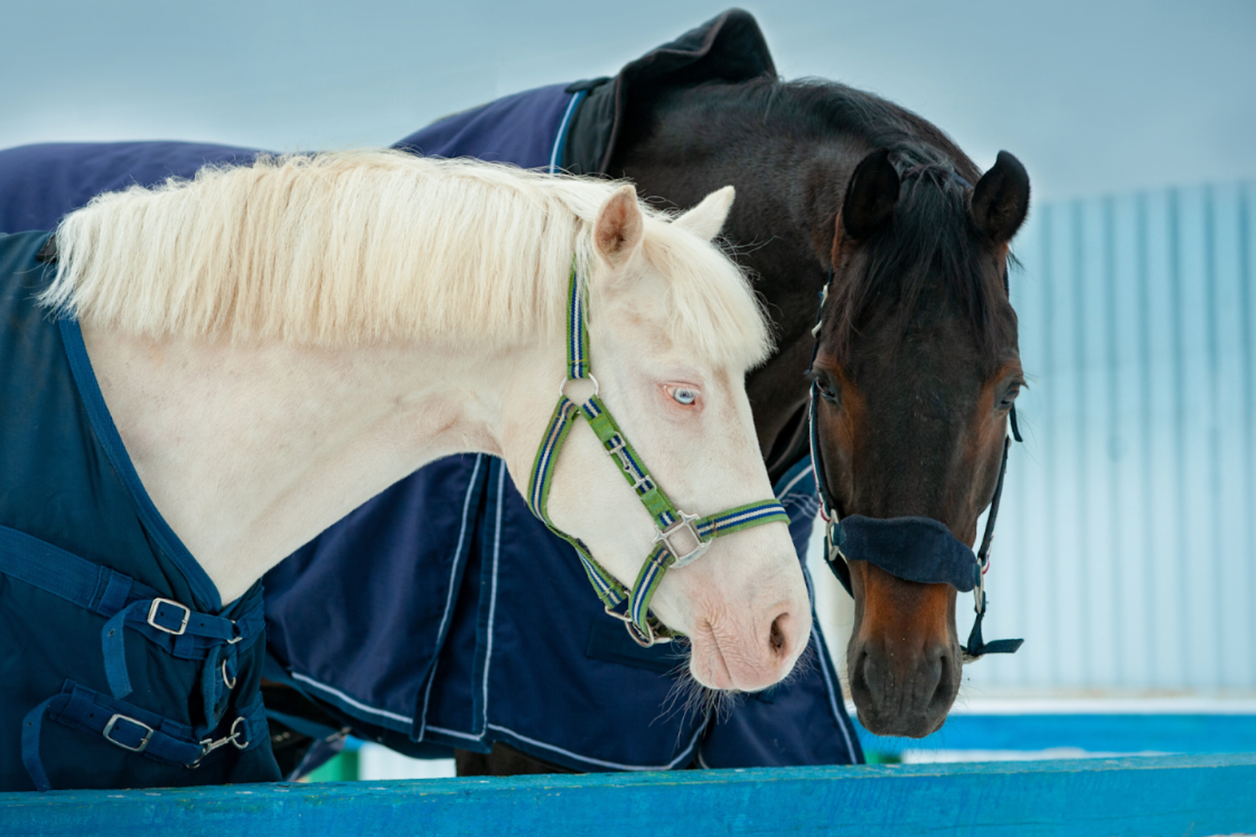 Keeping a Good Coat in the Winter