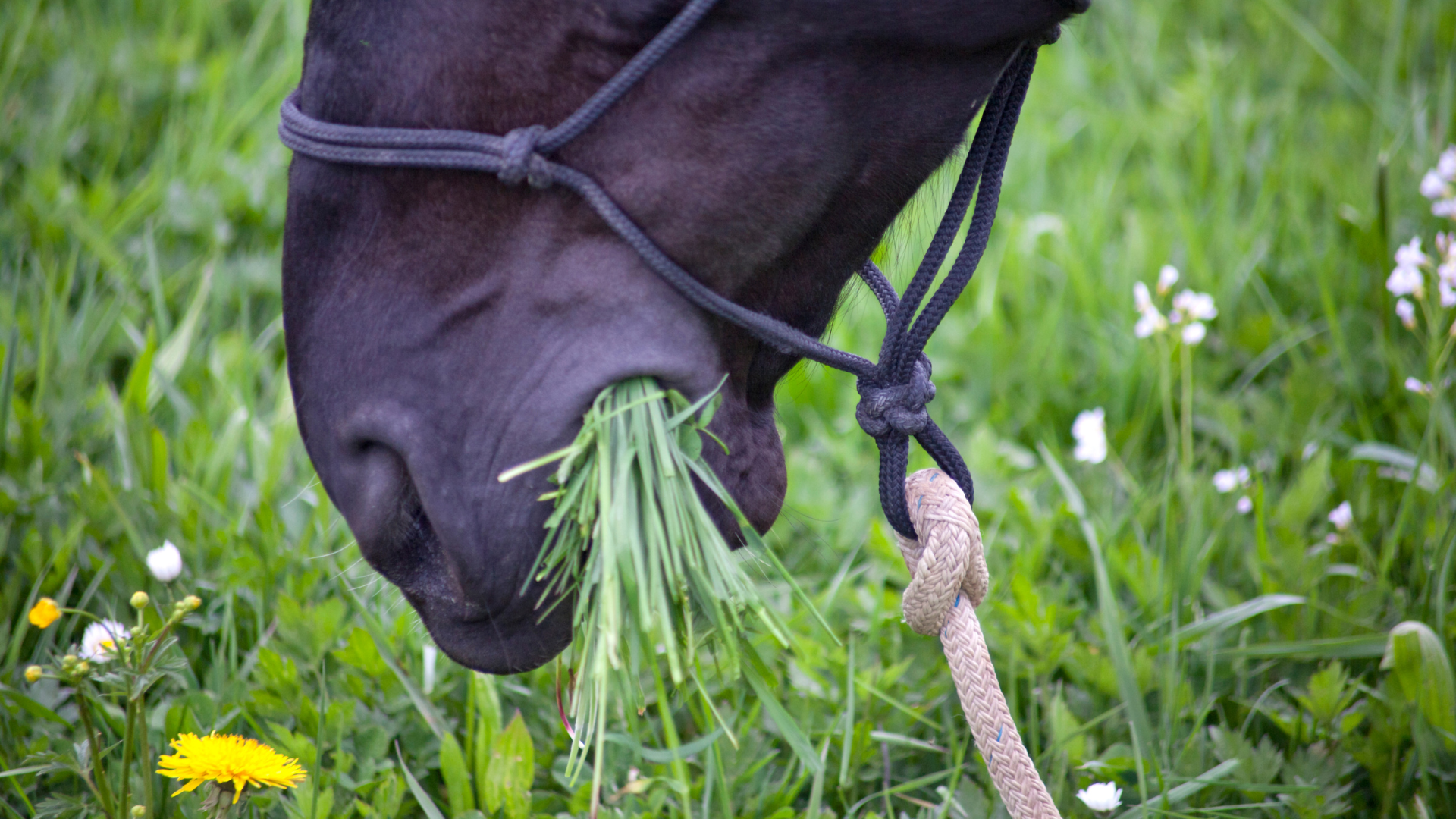 Founder in Horses: Signs, Prevention, + Treatment