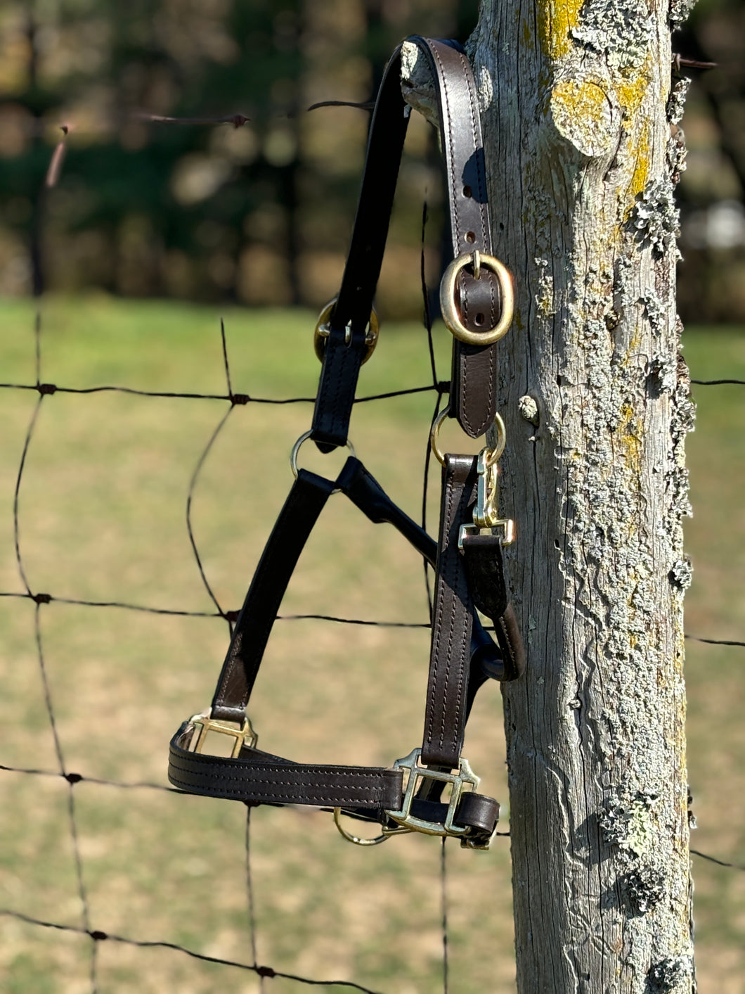 Leather Halter ~ Horse