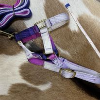 Mini Foal Nylon Halters - Henderson's Western Store