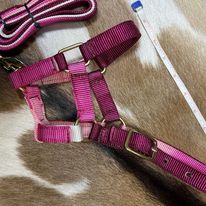 Mini Foal Nylon Halters - Henderson's Western Store