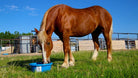 Equine Vitalix Developer Tub ~ 20 Pound - Henderson's Western Store