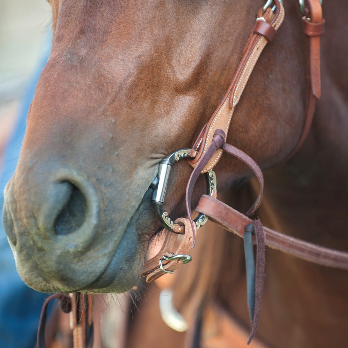 Classic Equine Bits